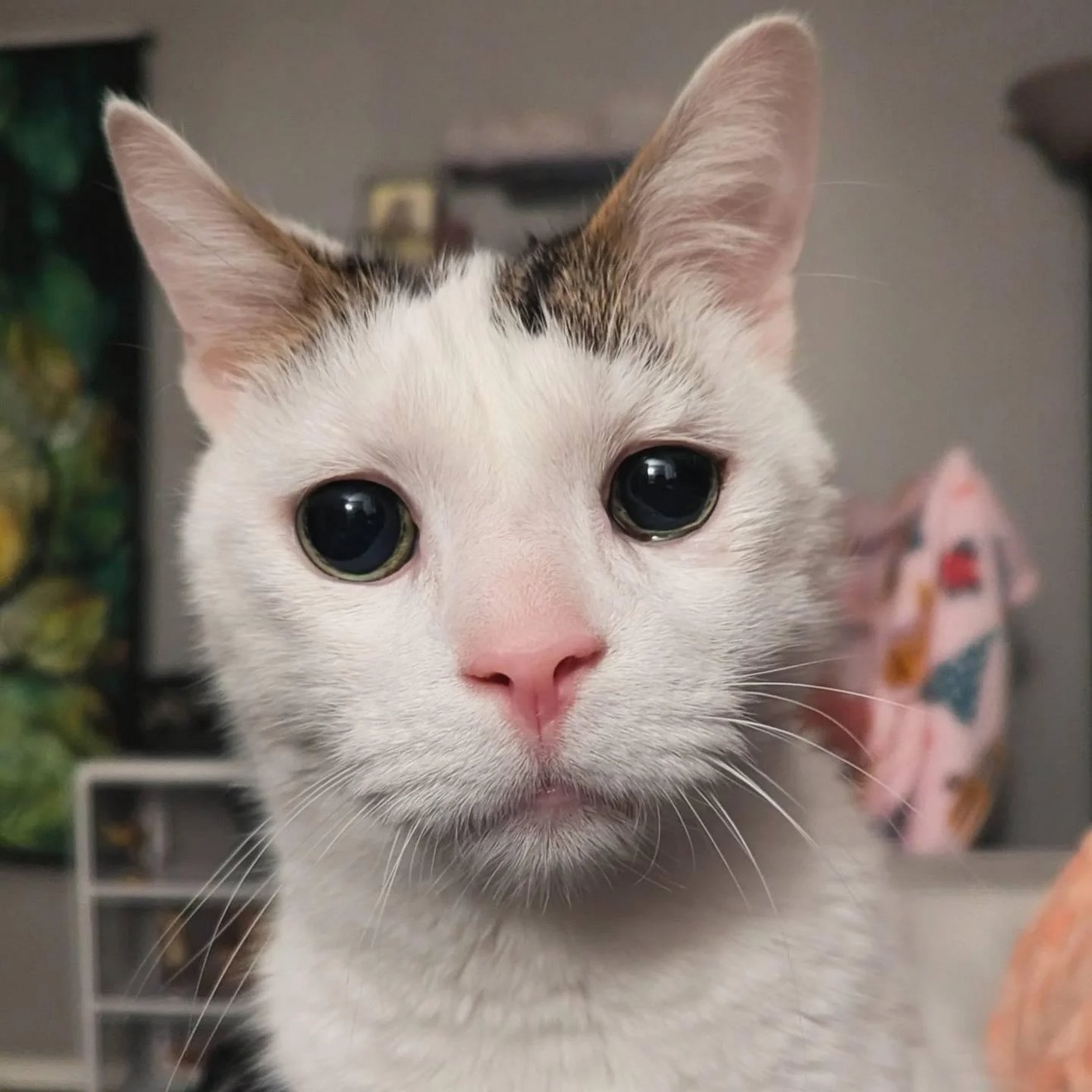 Close-up of a white cat with brown tabby markings staring directly at the camera with a serious expression
