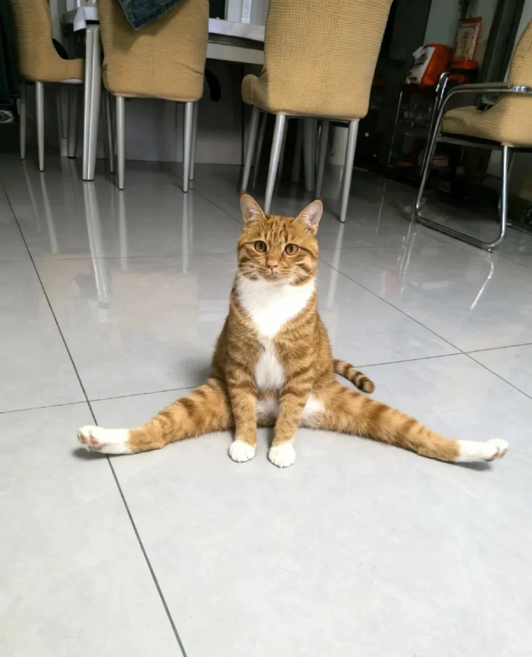 Orange tabby and white cat sitting with legs stretched wide apart on tiled floor