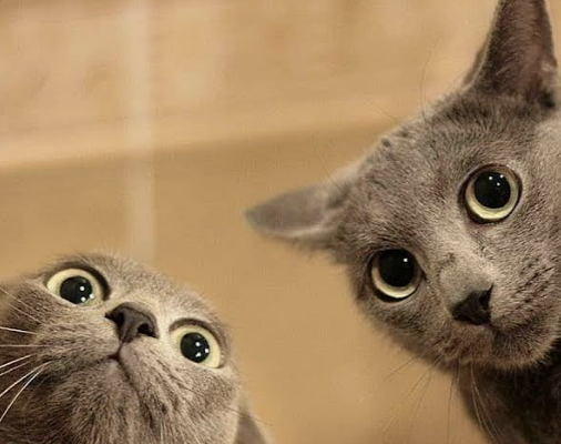Two gray cats looking up with wide surprised eyes and funny expressions