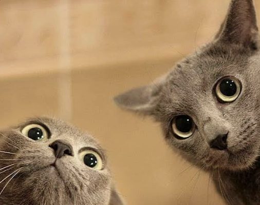 Two gray cats looking up with wide surprised eyes and funny expressions