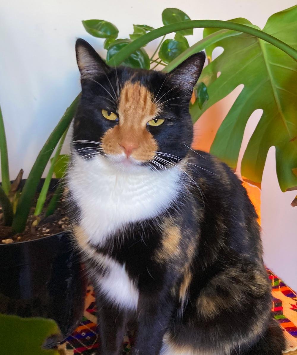 Calico cat with striking yellow eyes sitting indoors next to a potted plant with green leaves