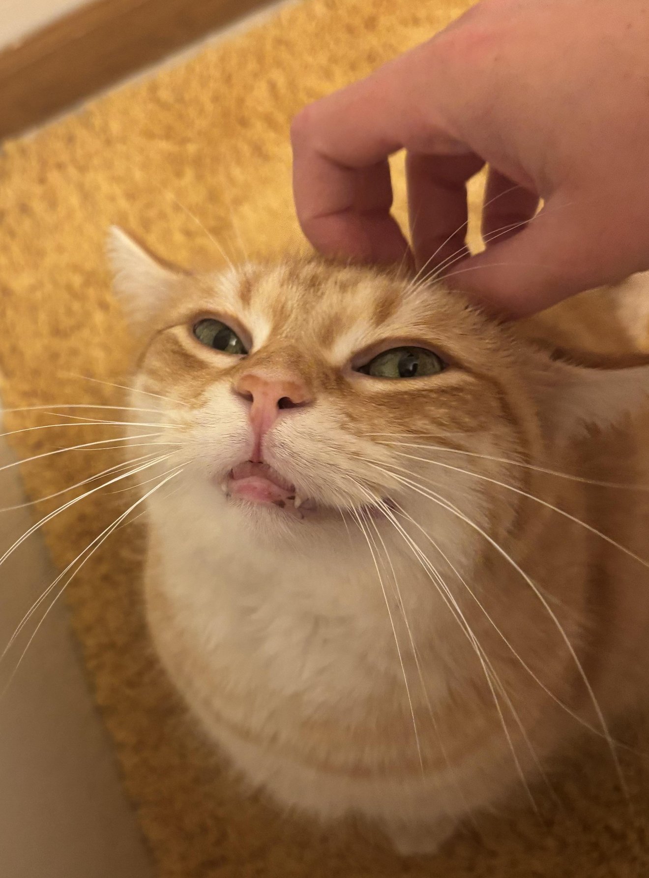 Orange tabby cat's face with hand petting head, looking grumpy and unimpressed