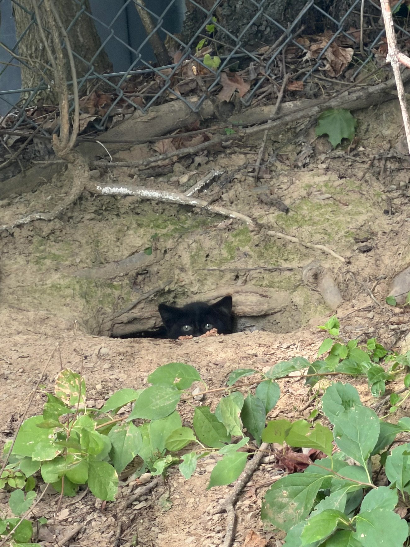 Black cat peeking out from a burrow in sandy soil beneath a chain-link fence in a garden.