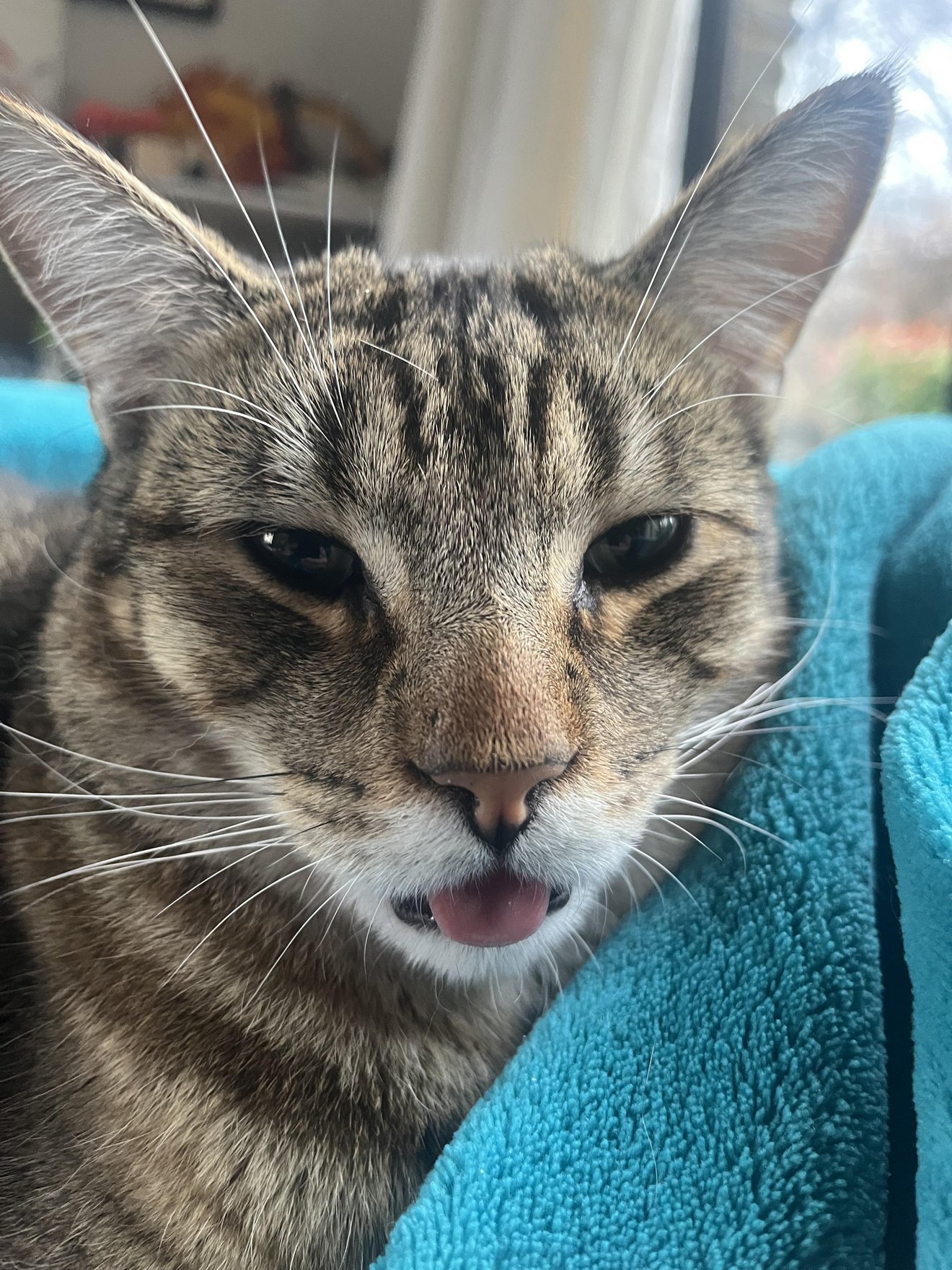 Tabby cat with mouth open in surprise sitting on blue couch, close-up face shot