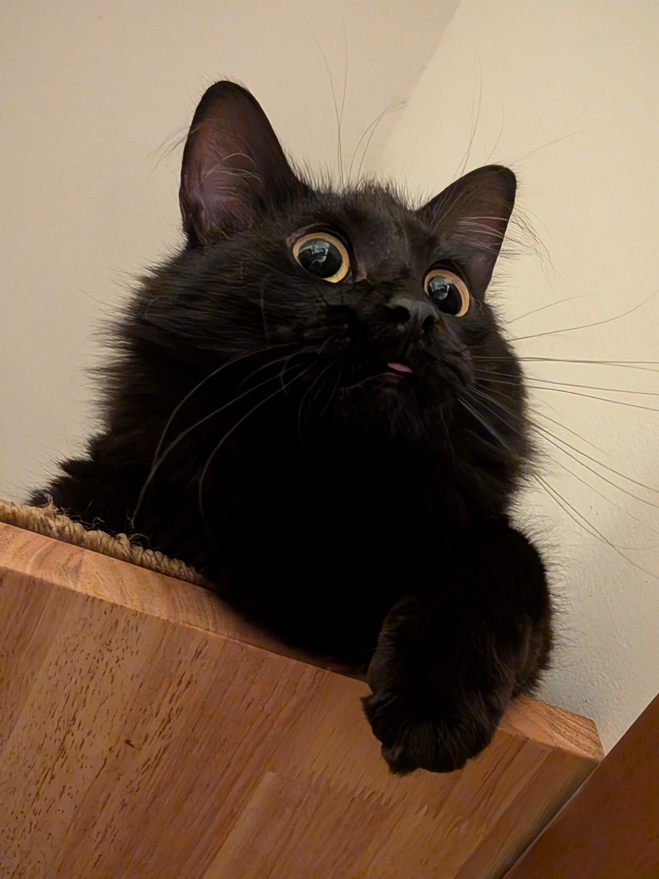 Black cat looking up at camera with wide golden eyes and surprised expression from wooden furniture