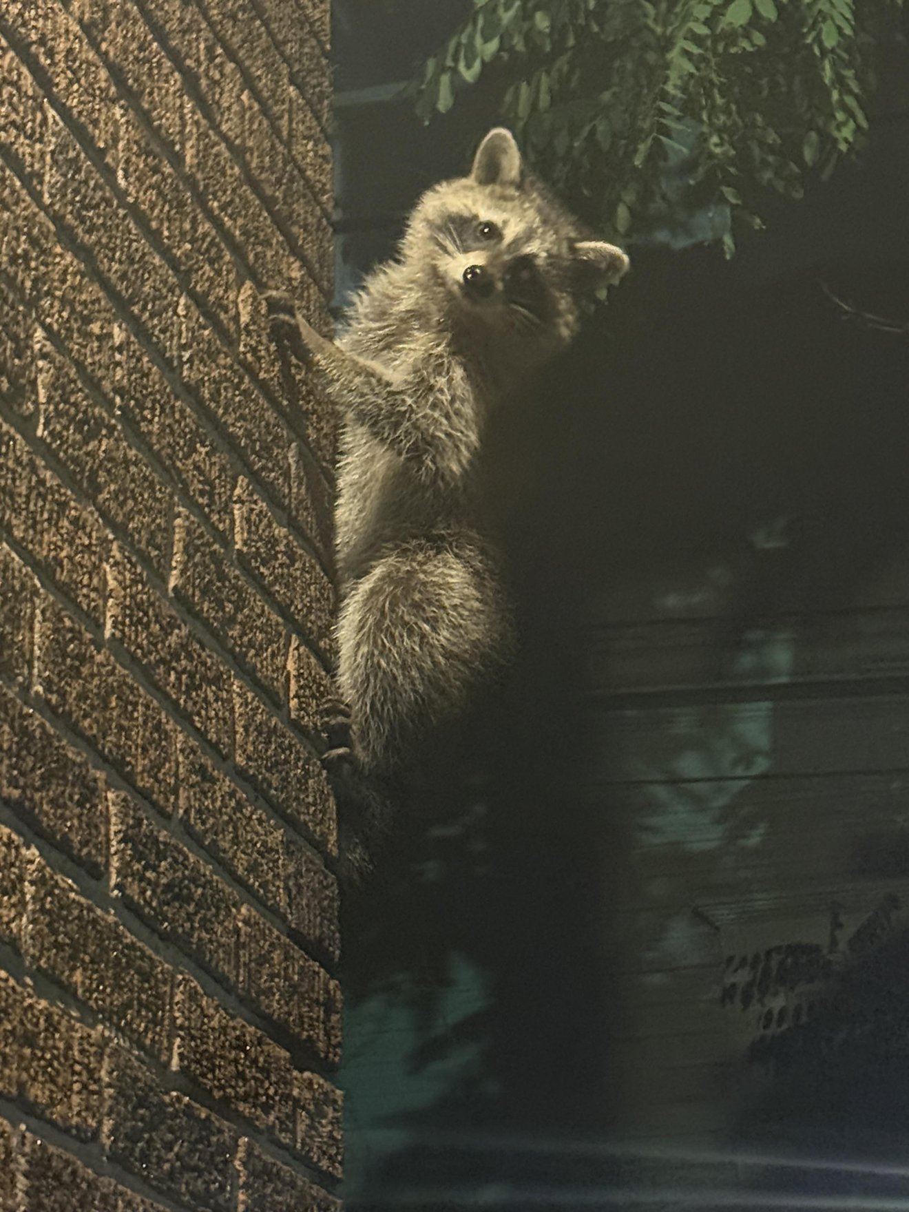Raccoon peering around a brick wall at night, looking upward with an innocent expression