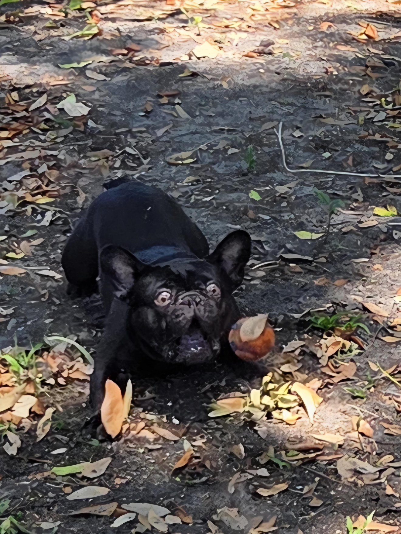 Black dog looking up at camera with wide eyes surrounded by fallen leaves on dark ground