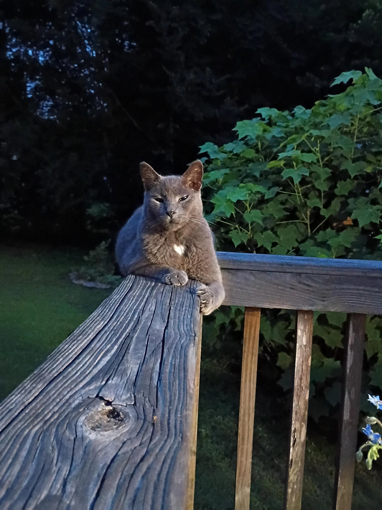 Gray tabby cat sitting on a wooden deck railing, looking directly at camera with a stern expression, green ivy visible in background