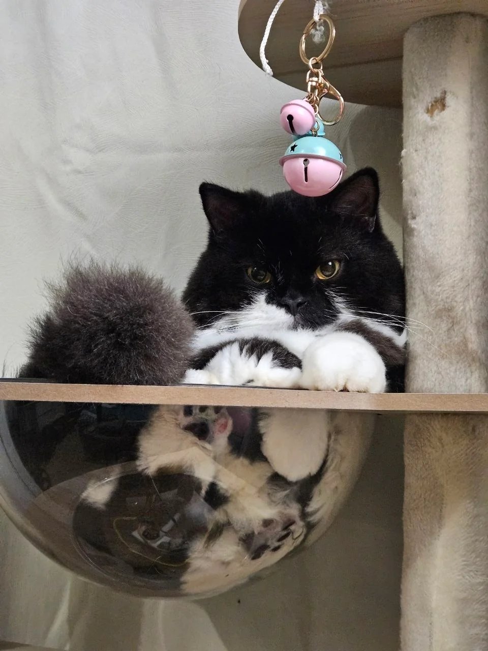 Black and white tuxedo cat in a hammock bed staring intently at a pink and blue bell toy dangling above