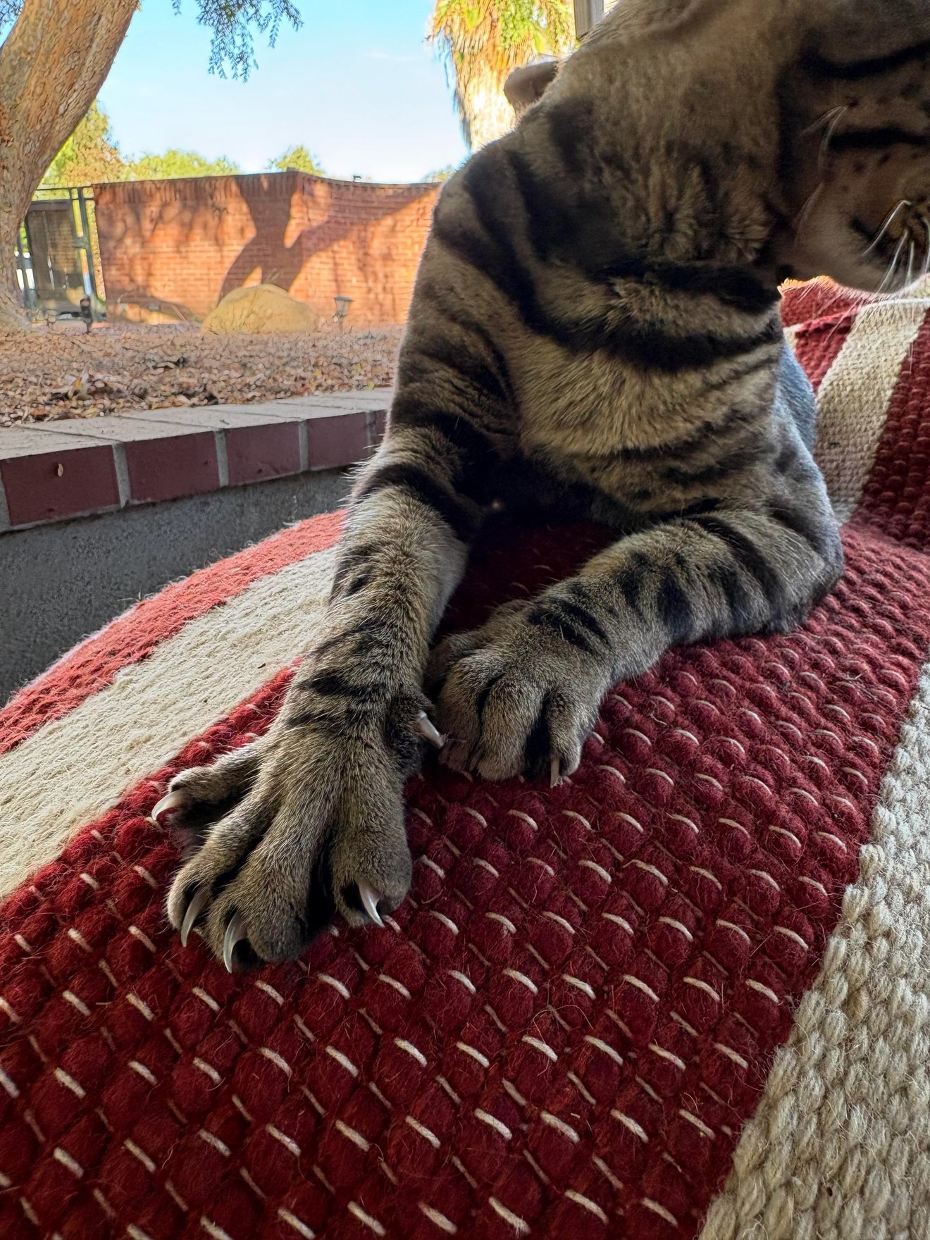 Tabby cat lounging stretched across red and beige patterned carpet outdoors, paws extended forward