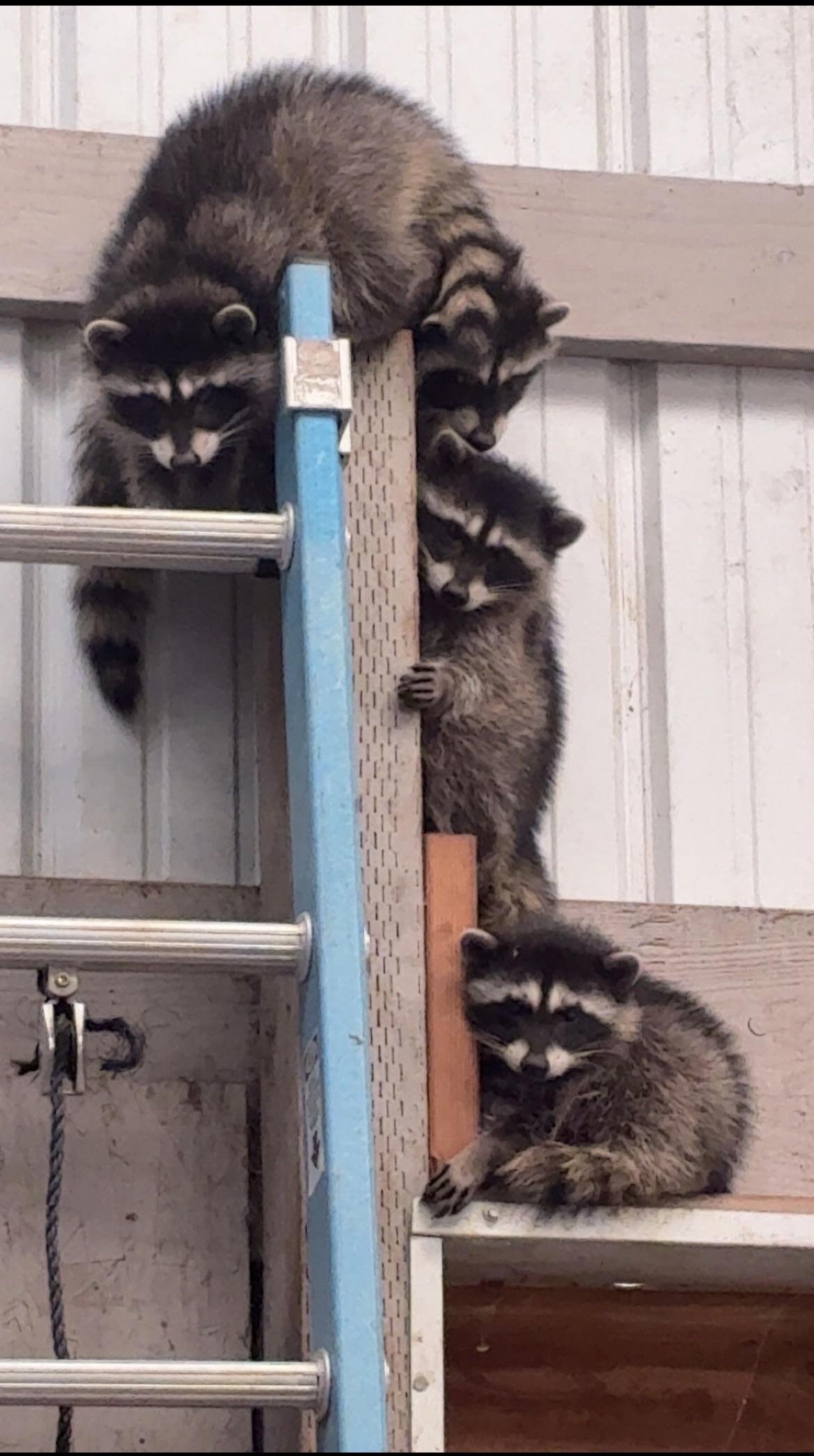 Four raccoons climbing and clinging to a blue and wooden pole against a white shed wall