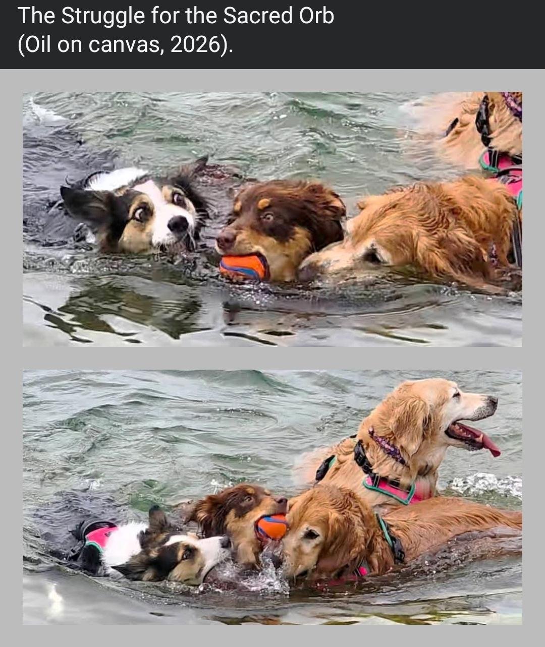 Three dogs swimming in ocean water, competing for an orange toy, one golden retriever, one brown and white dog, one tan dog