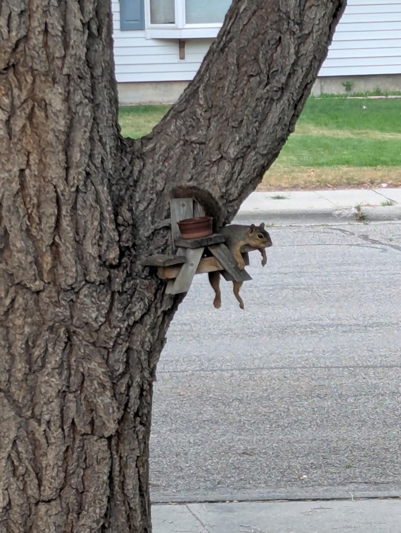Brown squirrel clinging to wooden feeder mounted on tree trunk in suburban backyard
