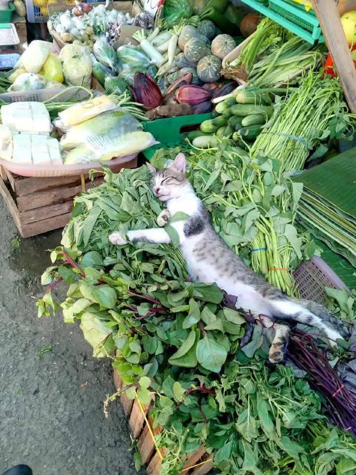 A tuxedo cat sprawled across bundles of fresh greens at a vegetable market stand