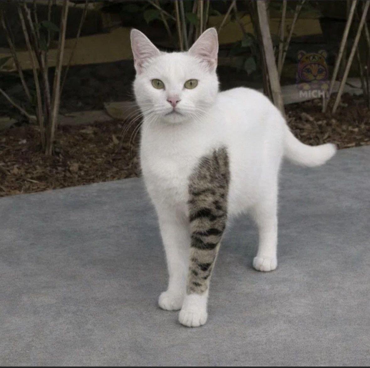 White cat with one tabby-striped hind leg standing on pavement, looking directly at camera