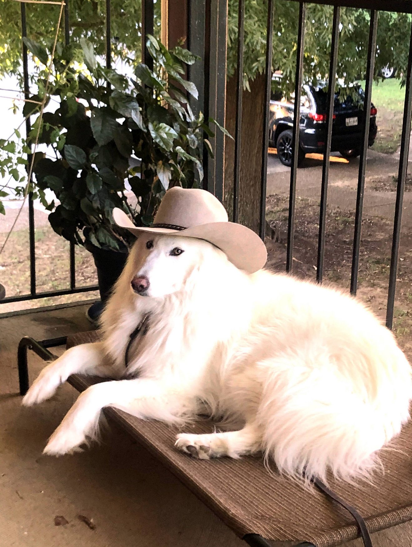 Cream-colored dog wearing a tan cowboy hat lounging on a porch, looking relaxed and stylish