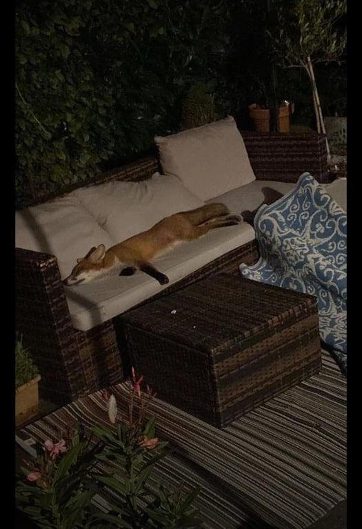 Brown dog stretched out sleeping on a white patio chaise lounge at night