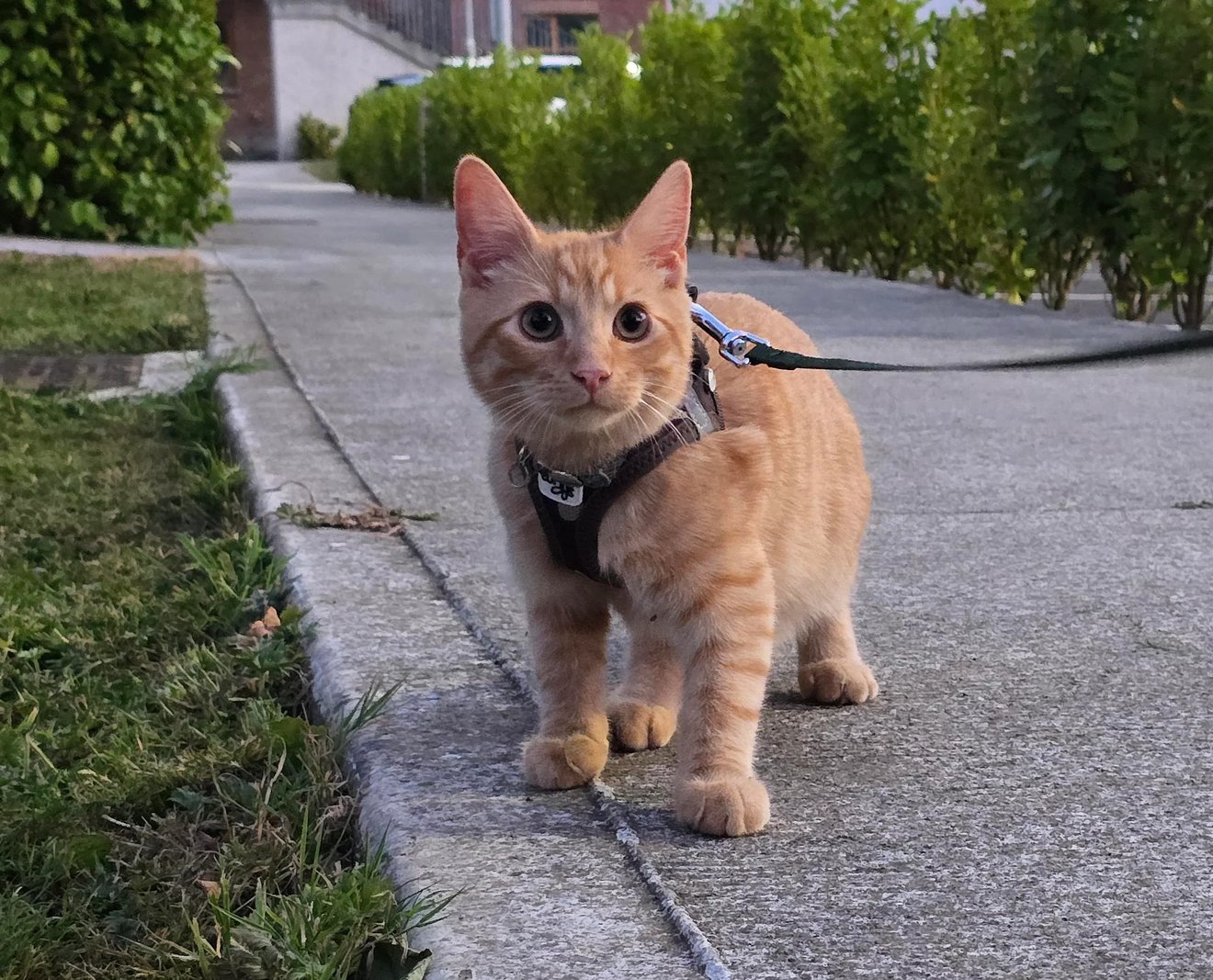 Orange tabby cat wearing a black harness and leash, walking on a sidewalk lined with hedges