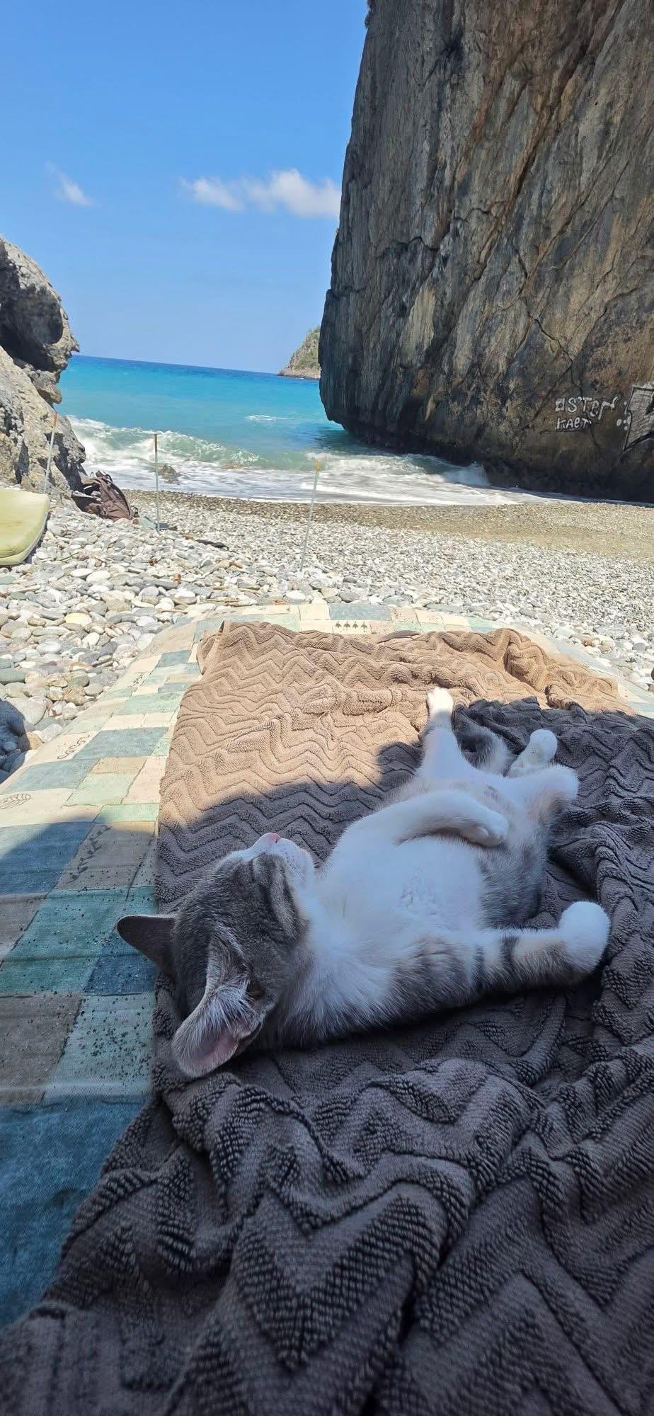 Tuxedo cat sprawled on a towel at a rocky beach cove with turquoise water and cliff walls