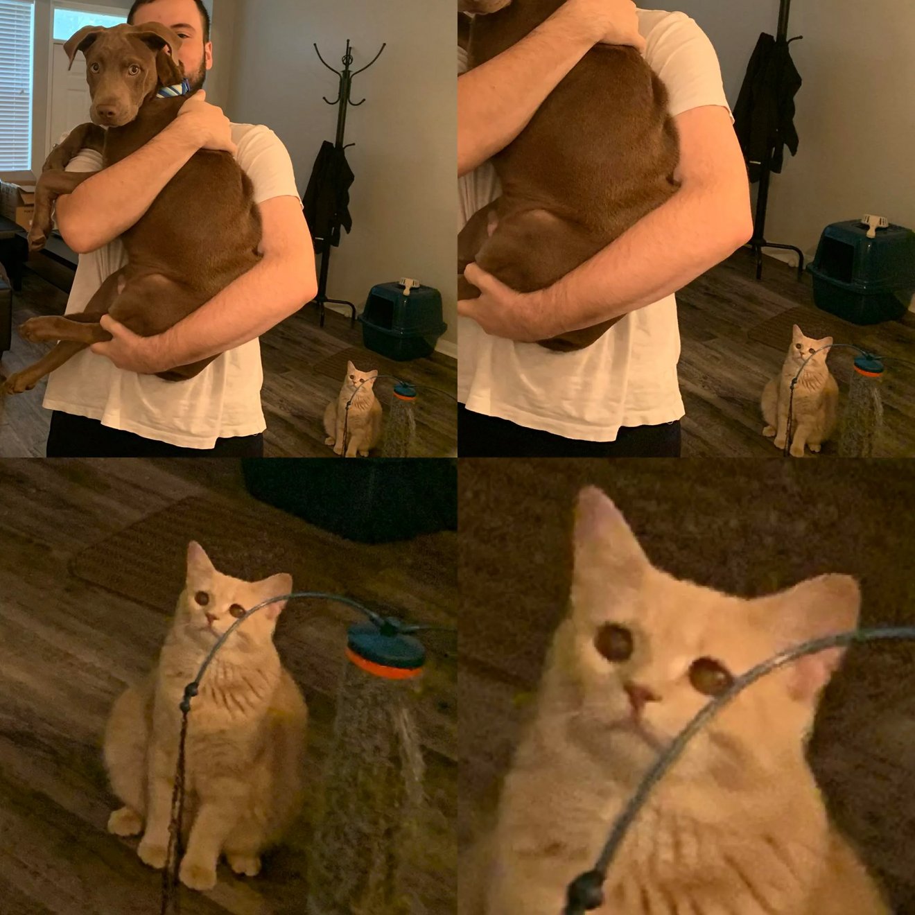 Orange tabby cat sitting on floor looking unimpressed while man holds brown dog, another cat visible in background