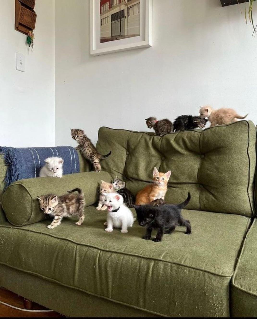 About a dozen kittens in various colors scattered across and on top of a green couch in a living room