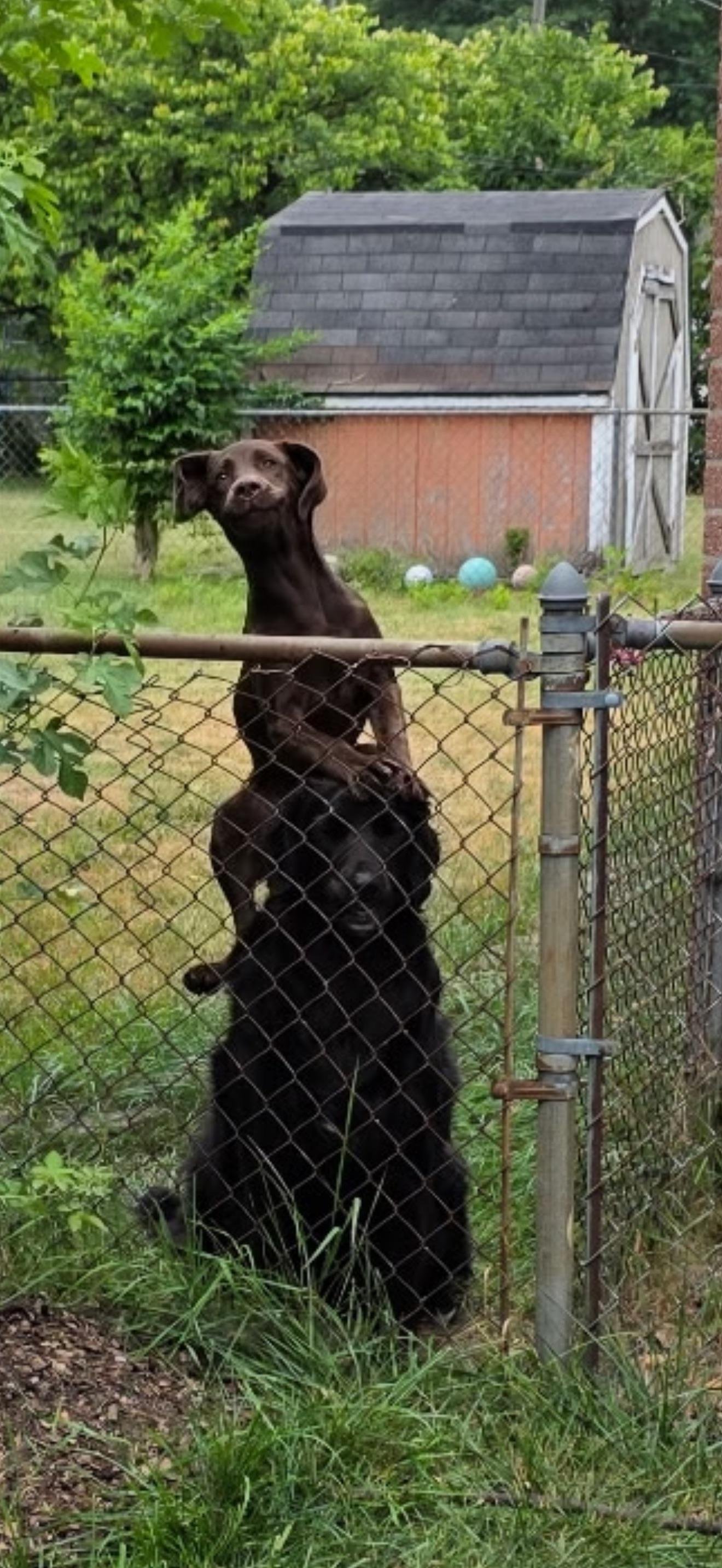 Brown dog standing on hind legs against chain-link fence in backyard with shed and overgrown vegetation