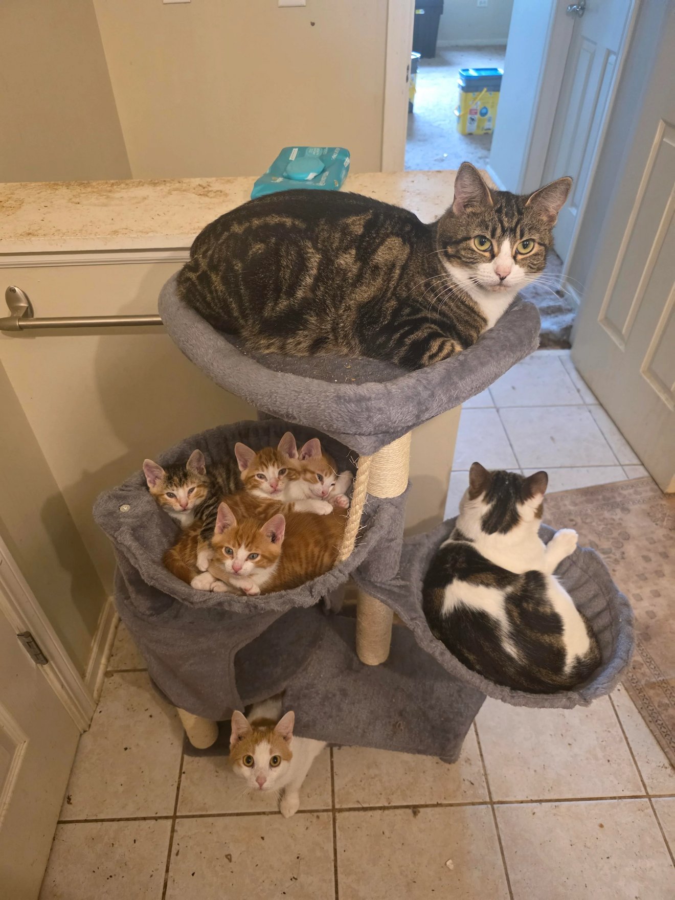 Five cats of various colors occupying a multi-level cat tree in a bathroom, with one tabby at the top and others nested in lower pods.