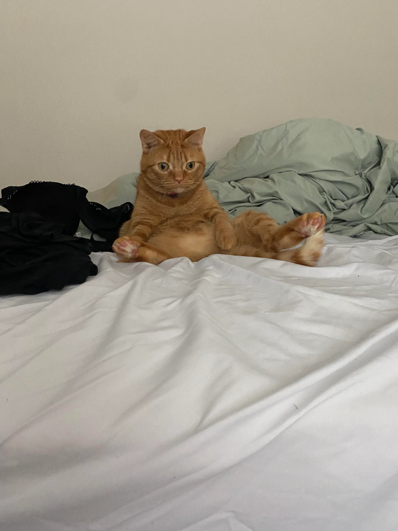 Orange tabby cat sprawled on white bedding with legs extended, looking directly at camera