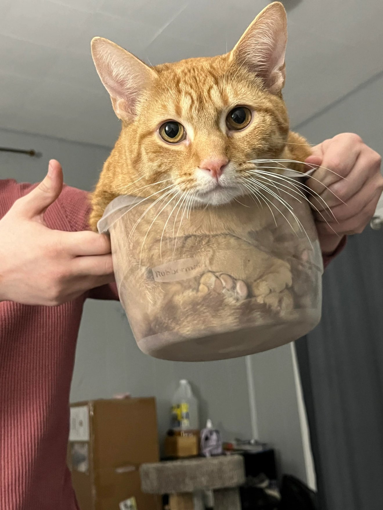 Orange tabby cat held up and stretched out by person's hands, with surprised expression