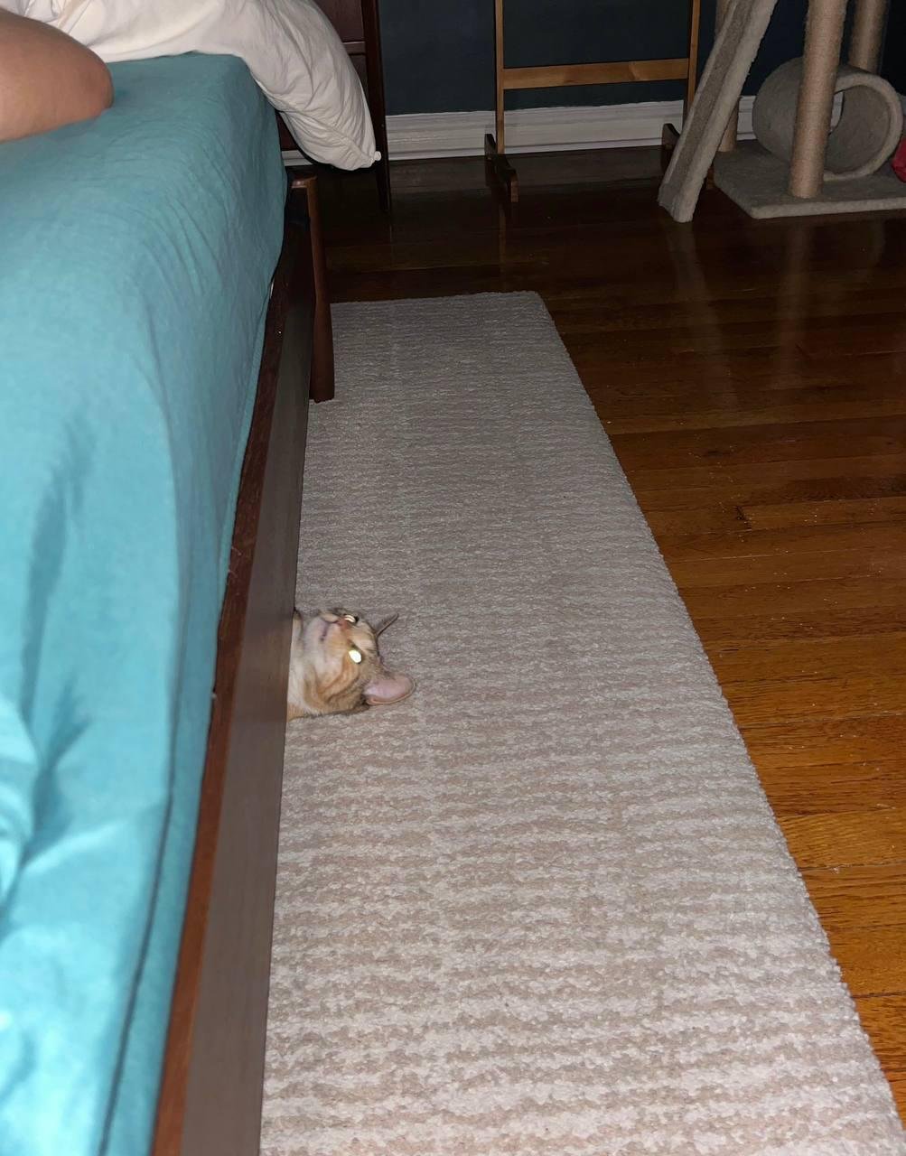 Tabby cat hiding under a narrow runner rug on a hardwood bedroom floor next to a bed with turquoise bedding