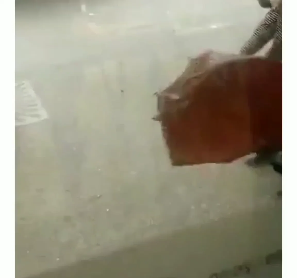 Brown pigeon taking cover inside a store during hail, held near glass window