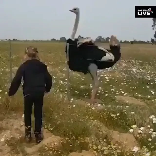 A large black and white ostrich with raised wings appears to dance while a person in dark clothing runs nearby in a grassy field