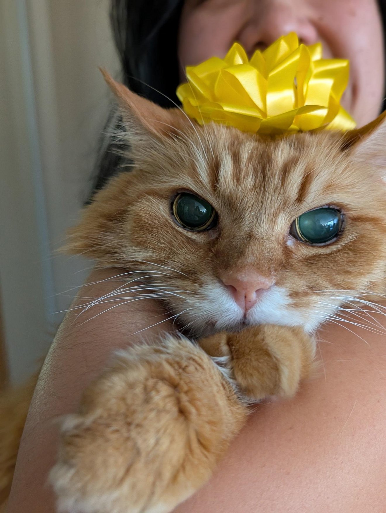 Orange tabby cat wearing a yellow bow being held by a person, with a surprised expression