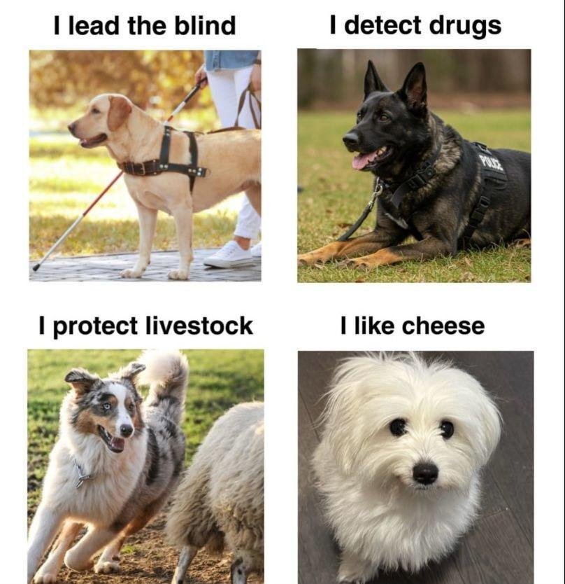 Four panel meme showing dogs with different roles: guide dog with handler, drug detection dog in tactical gear, livestock herding dog, and f