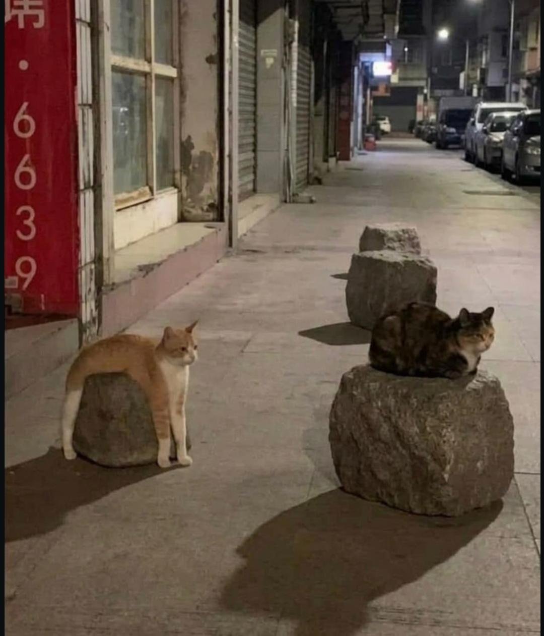 Two tabby cats sitting on pavement near large rocks on a nighttime city street