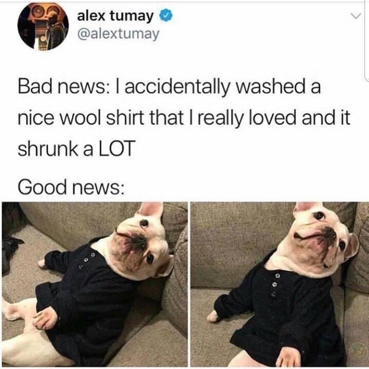 Dog wearing a shrunken dark sweater while lying on a gray couch, looking happy with tongue out
