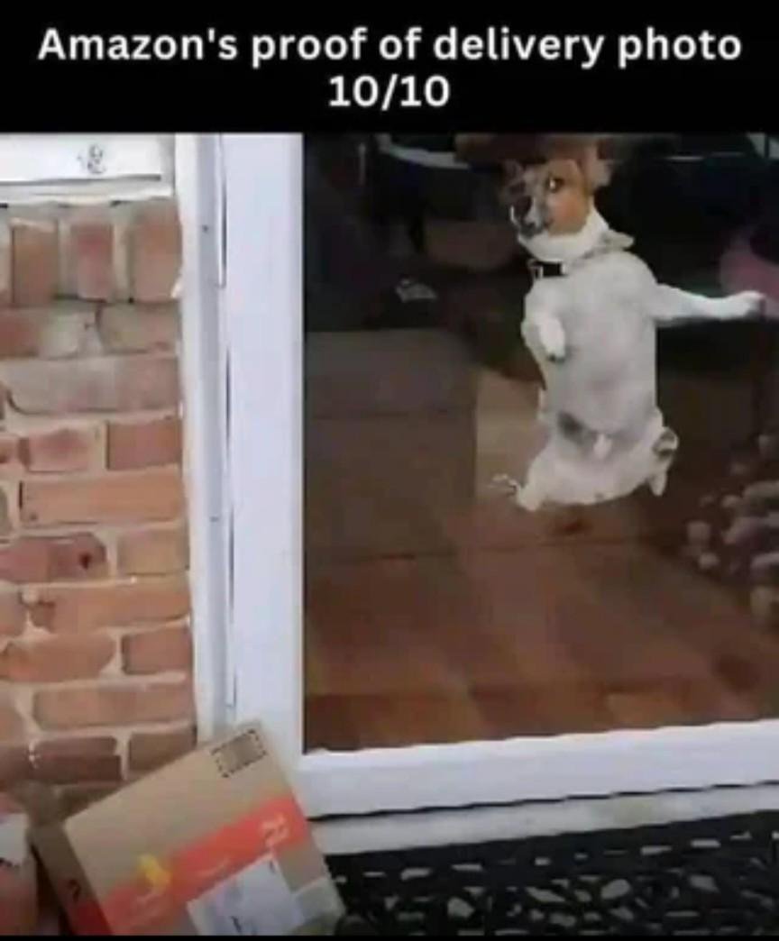 Small white dog standing indoors visible through a window next to a brick wall with Amazon package below