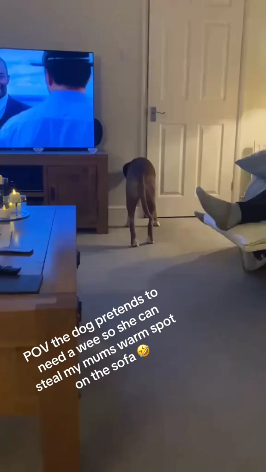 Brown dog standing in living room, appearing to pretend to need a bathroom break to access the sofa