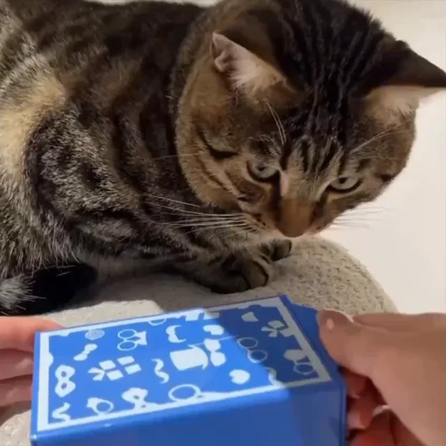 A tabby cat stares down at a blue smartphone held by a person, looking suspicious and accusatory