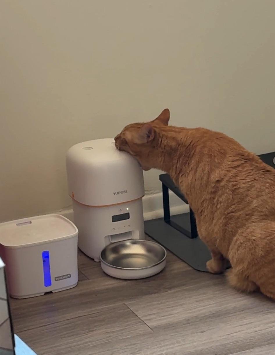 Ginger cat reaching toward a white automatic pet feeder on a wooden table next to a water fountain