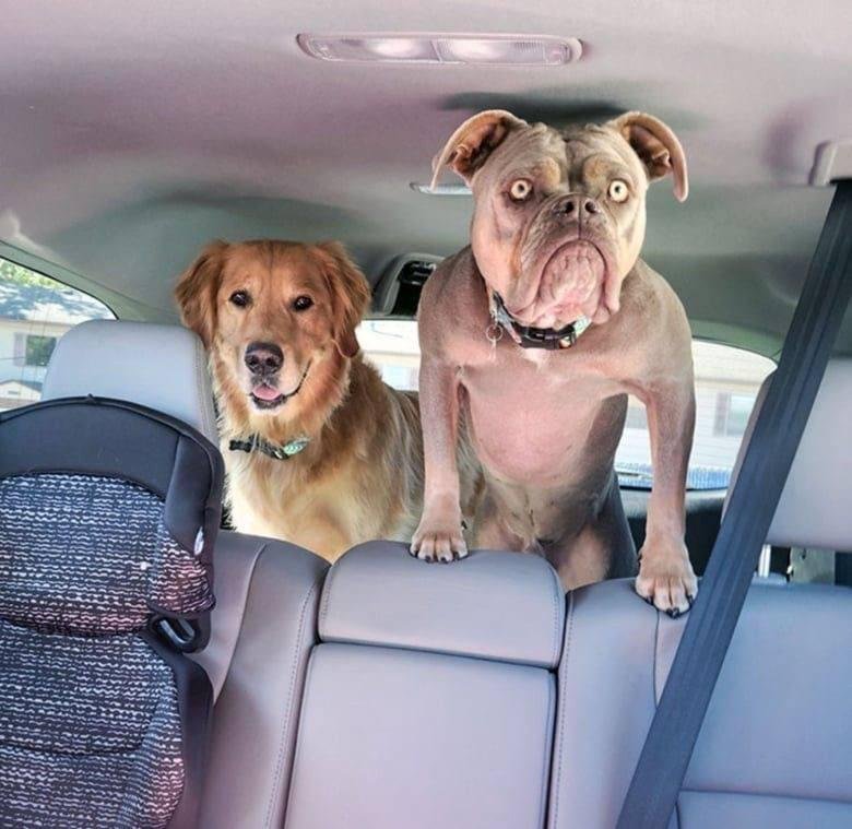 Two dogs sitting in a car backseat, one calm golden dog and one serious pink dog with an intense expression