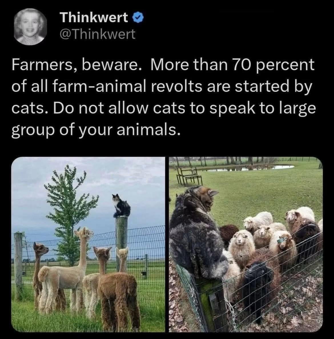 Black cat perched on post overlooking alpacas and sheep gathered in pen below