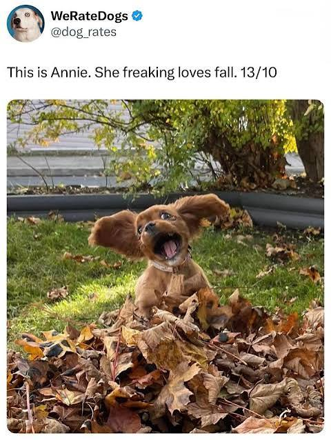 Brown dog sitting in a pile of fallen autumn leaves with mouth open in an excited expression, outdoor yard setting with trees in background