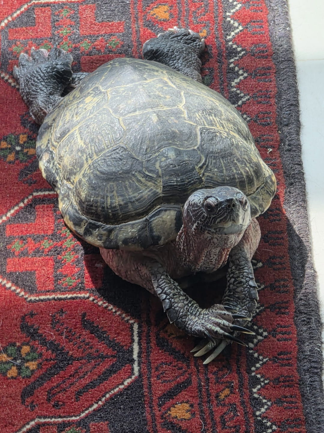 Large tortoise walking on a red patterned carpet, viewed from above