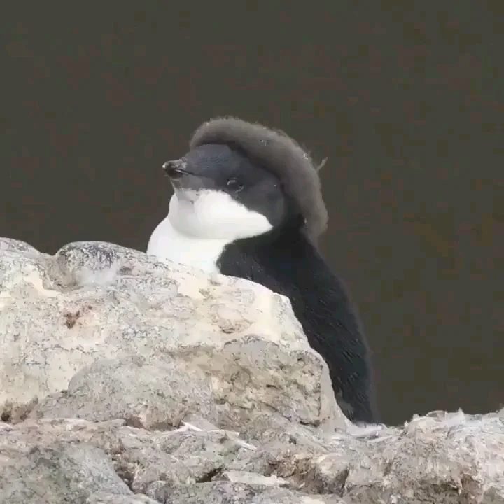 Black and white penguin chick perched on a gray rock with fluffy gray down feathers on its head