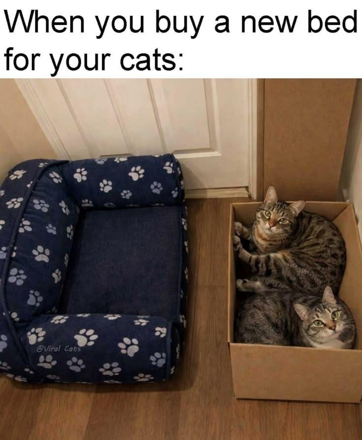 Two tabby cats sitting in a cardboard box next to an unused paw-print cat bed on wooden floor