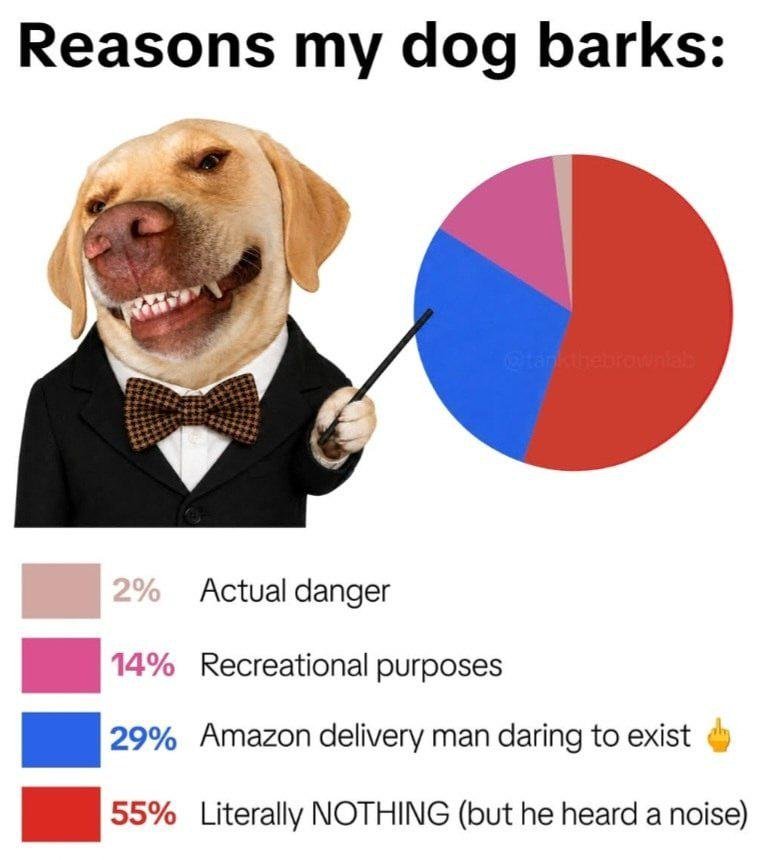 Yellow lab in formal attire pointing at a pie chart showing reasons for barking