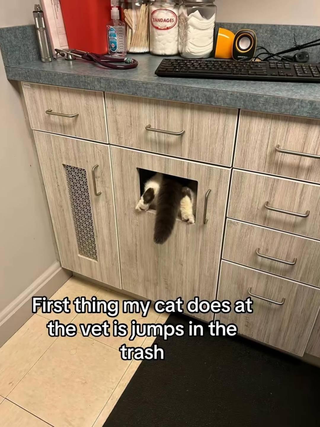 Black and white cat peeking out from inside an open trash can cabinet beneath a desk