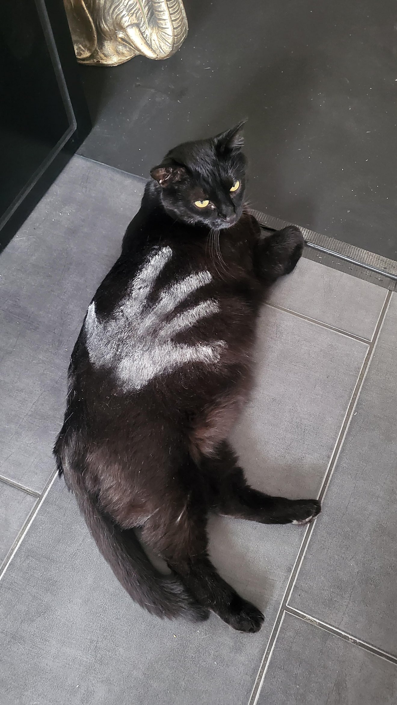 Black and white cat lying on kitchen tile floor, looking up with yellow eyes