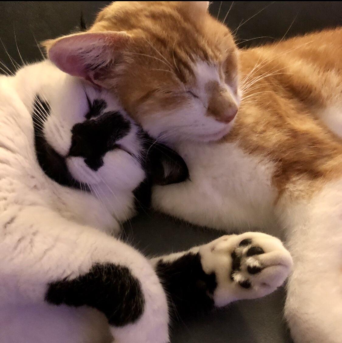 Orange and white tuxedo cat sleeping on its back with paws stretched out